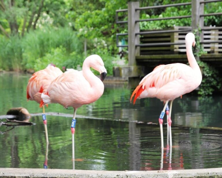 Mannheim, guided park tour: Luisenpark - What to Expect During the Tour