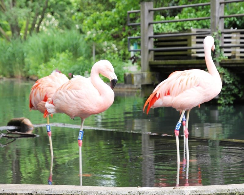 Mannheim, guided park tour: Luisenpark - What to Expect During the Tour