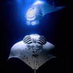 Manta Ray Night Snorkel Experience of a Lifetime - The Pros & Cons