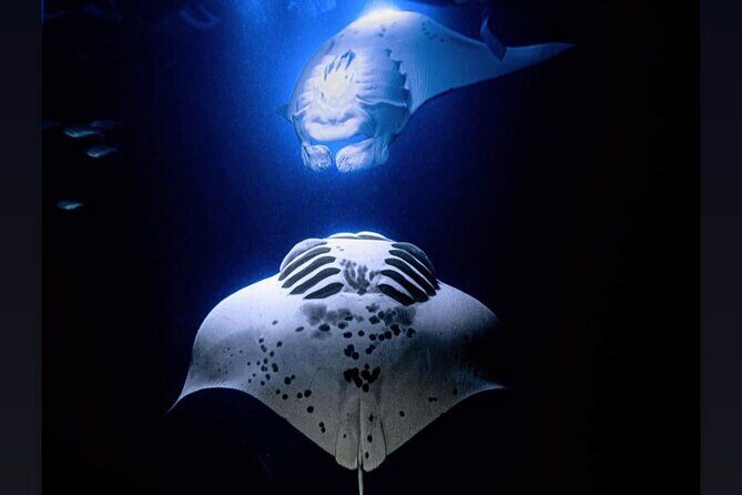 Manta Ray Night Snorkel Experience of a Lifetime - The Pros & Cons