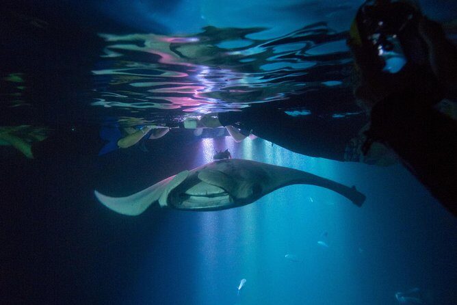 Manta Ray Night Snorkel Tour from Kona - The Downsides & Considerations