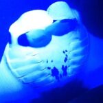 Manta Ray Night Snorkeling Adventure in Kailua-Kona - The Experience and Its Highlights