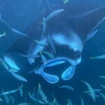 Manta Ray Snorkeling by Night in Kailua-Kona, Hawaii - Analyzing the Value and Cost