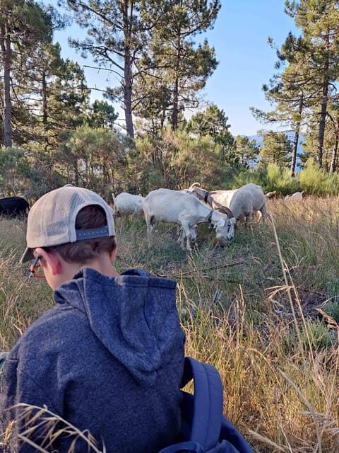 Manteigas: Serra da Estrela Shepherd Path Hike with Shepherd - What to Expect on the Shepherd Path Hike