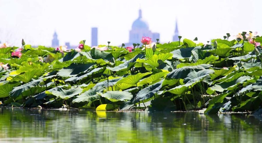 Mantua: Boating on Lake Superiore among the Lotus Flower Islands - What Makes This Tour Special?
