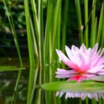 Mantua: Cruise to discover the Lotus Flowers - What the Tour Includes