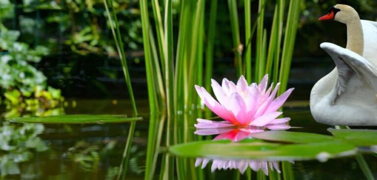 Mantua: Cruise to discover the Lotus Flowers - What the Tour Includes