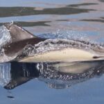 Marbella: Dolphin Watching Boat Tour - Starting Point and Duration