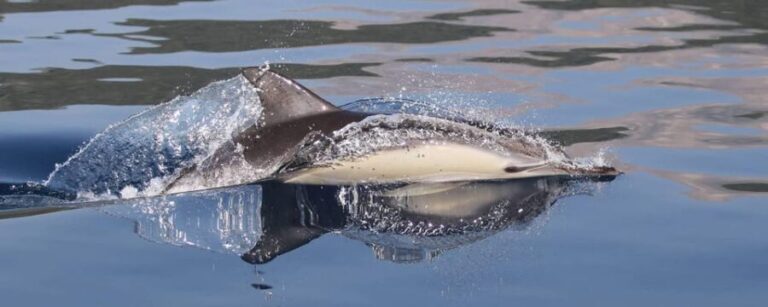 Marbella: Dolphin Watching Boat Tour - Starting Point and Duration