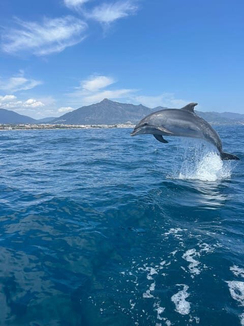Marbella: Sailing & Dolphin Watching with Snacks and Drinks - The Experience in Detail: A Closer Look