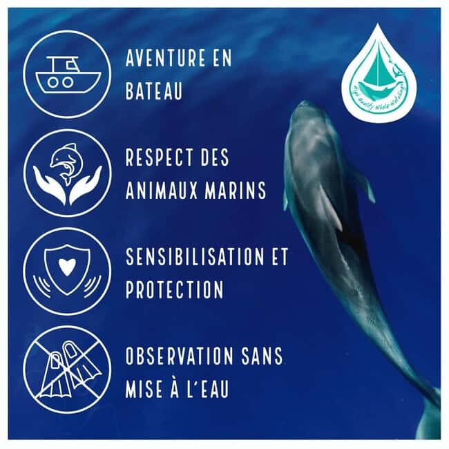 Marina Baie des Anges boat trip to the Pelagos Sanctuary - Is it Worth the Price?