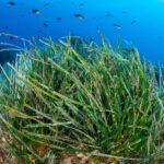 Marseille: Snorkeling and a Boat Ride - The Itinerary in Detail