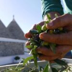 Martina Franca: Olive Oil Mill Tour & Tasting Experience - Practical Details