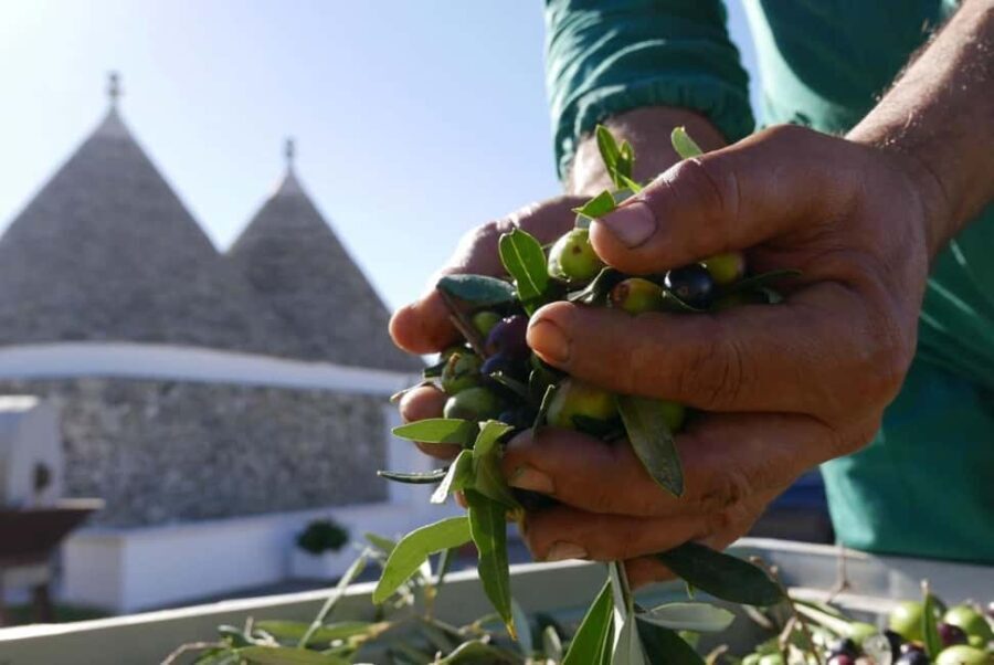 Martina Franca: Olive Oil Mill Tour & Tasting Experience - Practical Details
