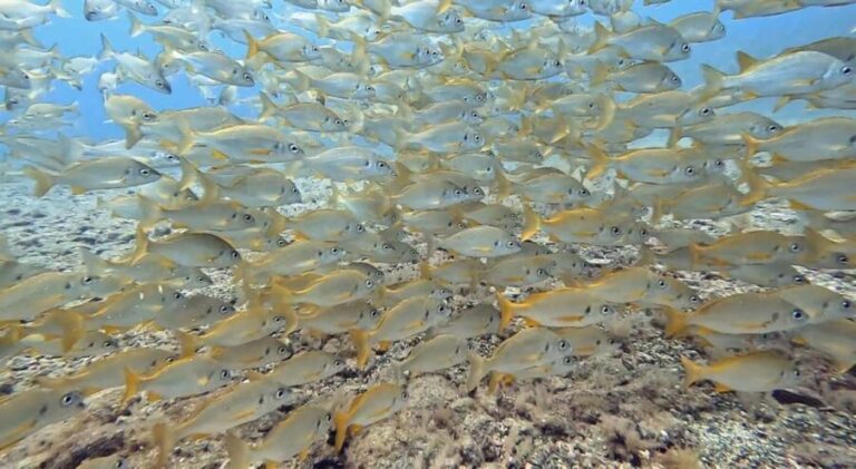 Maspalomas: Discover Scuba Diving with Pickup - Why This Tour Works Well