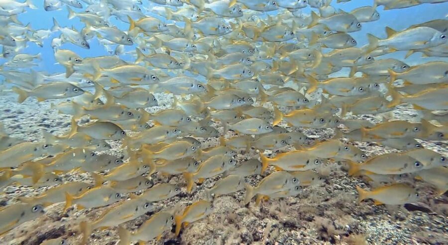 Maspalomas: Discover Scuba Diving with Pickup - Why This Tour Works Well