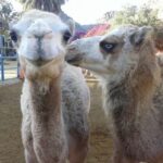 Maspalomas: Guided Camel Ride in the Maspalomas Sand Dunes - Who Is This Tour Best For?