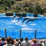 Maspalomas: Palmitos Park Ticket with Dolphin and Bird Shows - The Highlights That Keep Visitors Coming Back