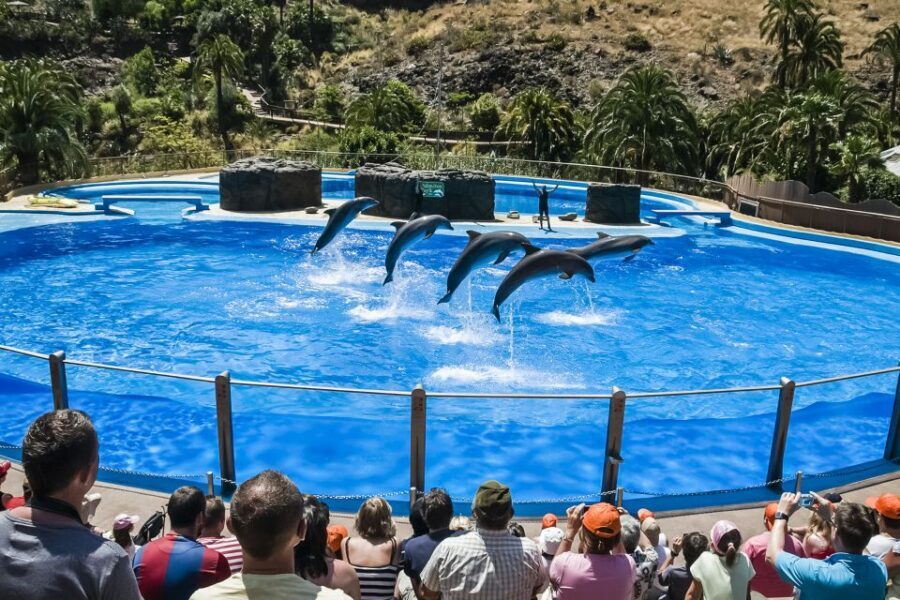 Maspalomas: Palmitos Park Ticket with Dolphin and Bird Shows - The Highlights That Keep Visitors Coming Back