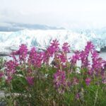 Matanuska Glacier Summer Tour - Why This Tour Might Be Perfect for You