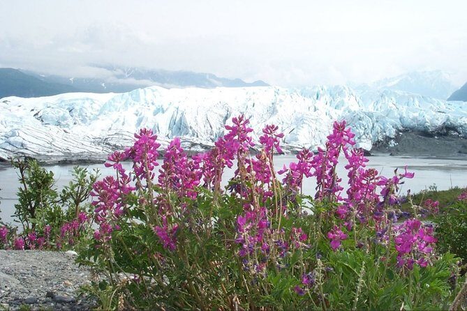 Matanuska Glacier Summer Tour - Why This Tour Might Be Perfect for You
