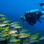 Maui Certified Shore Diving from Lahaina - An Honest Look at the Price and Value