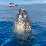 Maui Mid Day Magic Whale Watch - The Experience for Whale Enthusiasts