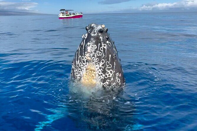 Maui Mid Day Magic Whale Watch - The Experience for Whale Enthusiasts