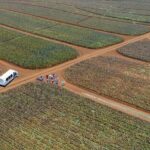 Maui Pineapple Farm Tour in Haliimaile - Who’s This Tour Perfect For?