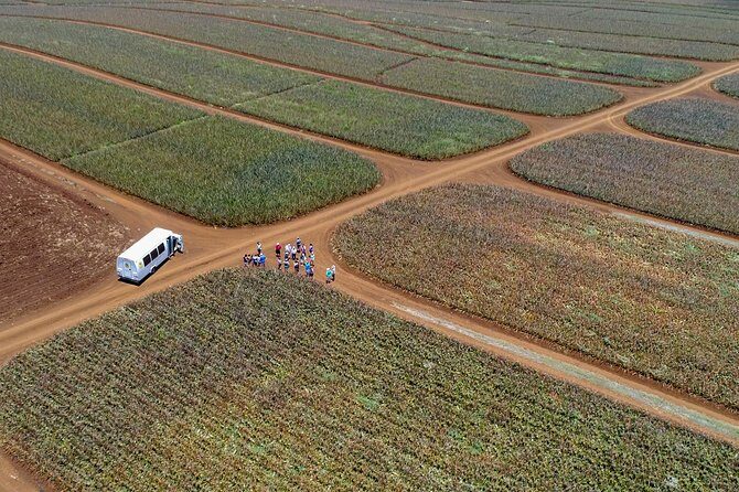Maui Pineapple Farm Tour in Haliimaile - Who’s This Tour Perfect For?