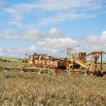 Maui Pineapple Tour: Farm and Feast Experience - Dinner at Haliimaile General Store: A Memorable Finish