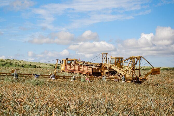 Maui Pineapple Tour: Farm and Feast Experience - Dinner at Haliimaile General Store: A Memorable Finish