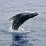Maui Premium Sunset Dinner Cruise & Whale Watch - In The Sum Up