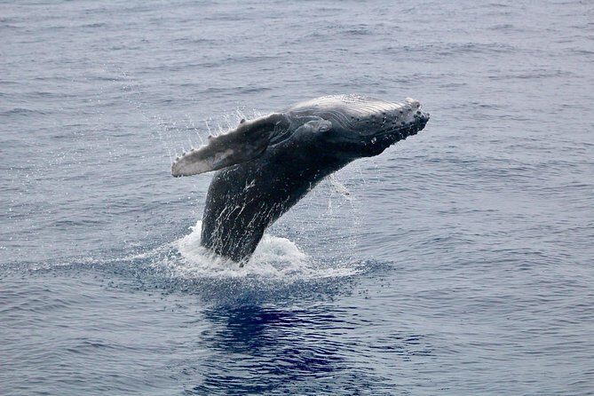 Maui Premium Sunset Dinner Cruise & Whale Watch - In The Sum Up