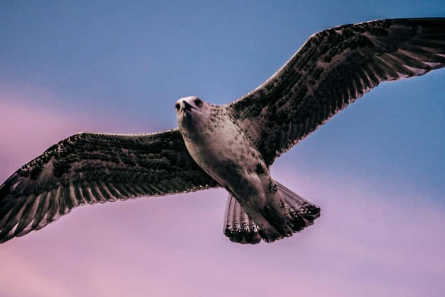 Medulin: Christmas Boat Trip with Lunch and Drinks - The Itinerary Breakdown