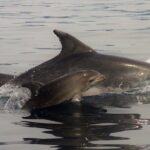 Meet the Lisbon Dolphins - Dolphin Watching in Lisbon - The Sum Up