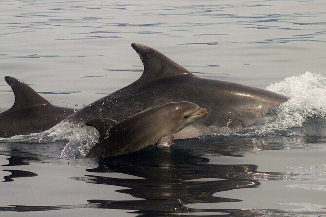 Meet the Lisbon Dolphins - Dolphin Watching in Lisbon - The Sum Up
