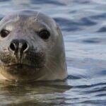 Meet The Seals Boat Tour - Travel by boat to a Secret Seal Cove - The Experience and Atmosphere