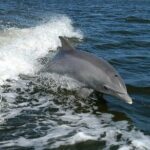 Mega Bite Dolphin Tour Boat in Clearwater Beach - The Overall Experience: Pros and Cons