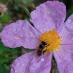 Melissini Beekeeping Experience - What to Expect: The Itinerary Breakdown