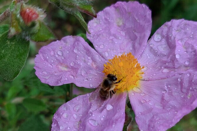 Melissini Beekeeping Experience - What to Expect: The Itinerary Breakdown