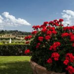 Menu with a View in the enchantment of the Tuscan hills - The Dinner Experience: What to Expect