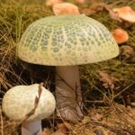 Meteora: Natural History Museum and Mushroom Museum Tour - Pricing and Value