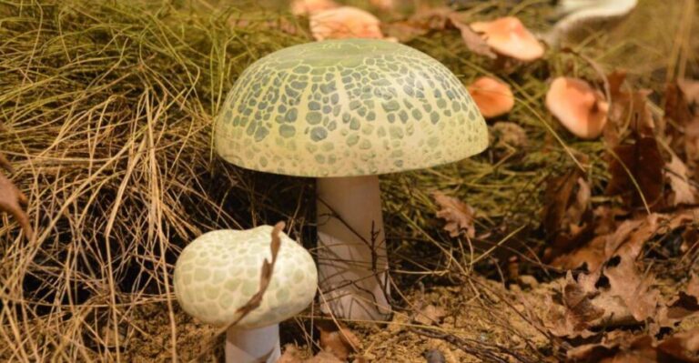 Meteora: Natural History Museum and Mushroom Museum Tour - Pricing and Value