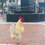 Miami's Most Authentic Walking Tour of Little Havana - The Value of This Tour