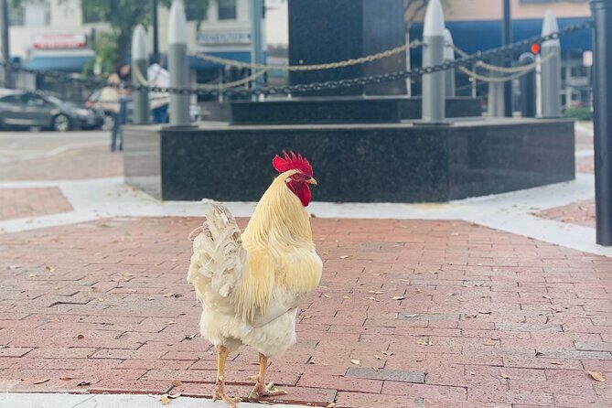 Miami's Most Authentic Walking Tour of Little Havana - The Value of This Tour