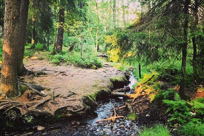 Midnight Sun and Campfire - National Park evening hike Stockholm - The Sum Up: Is This Experience Right for You?