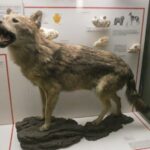 Milan: Natural History Museum Entry Ticket & Audio Guide - Final Thoughts