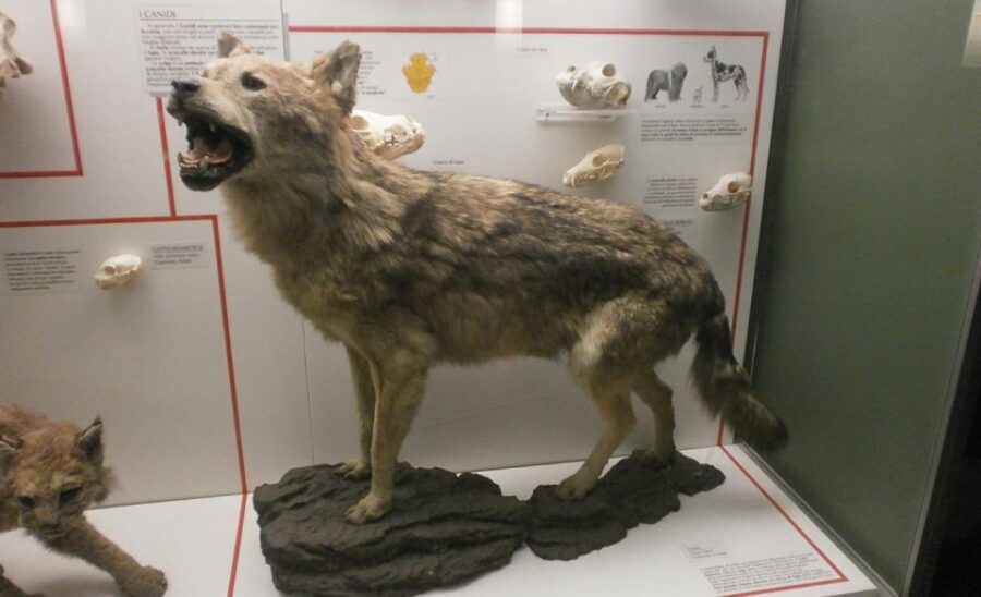 Milan: Natural History Museum Entry Ticket & Audio Guide - Final Thoughts