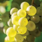 Minoan Path: Knossos Palace, Winery Visit, Lunch at Archanes - Breaking Down the Cost and Overall Value